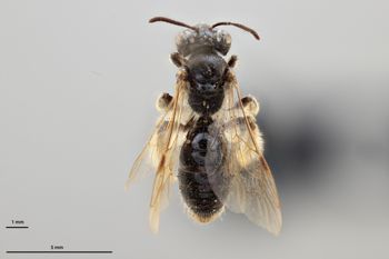 Media type: image;   Entomology 770895 Aspect: habitus dorsal view